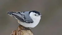 White nuthatch