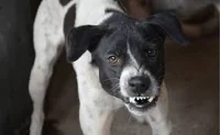 Loose dog