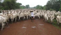 a herd of goats