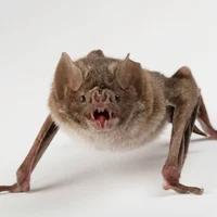 72 bats