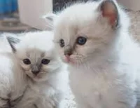 2 kittens 