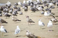 A flock of seagulls
