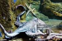 Giant Octopus 