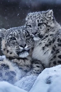 Snowflake and Snowy