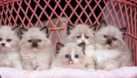 5 kittens