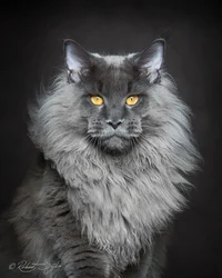 Cat Rp