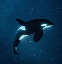 killer whale