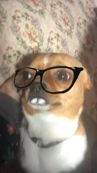 Nerd dog