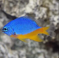 Damselfish