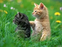 small cute cats