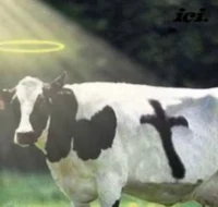 Holy cow