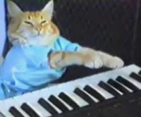 Piano cat