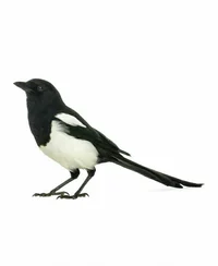magpie