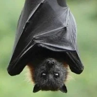fruit bat