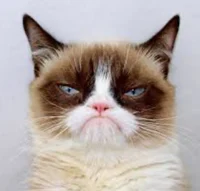 Grumpy cat