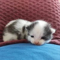 A male kitten