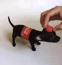 Mini coca cola dog