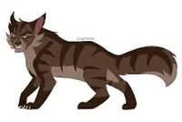 Tigerstar