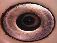 It lives in the sink