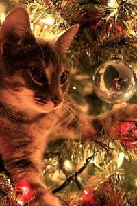 Santa Claus