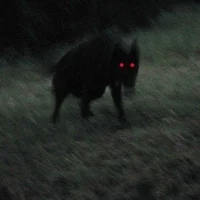 Scary Wolf