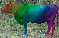 Lgbtq cow