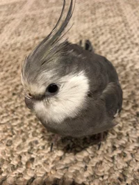 Pet Cockatiel