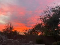 Suri