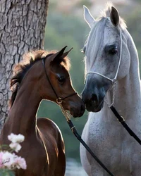 Equestrian centre 