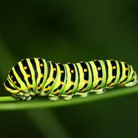 Caterpillar 