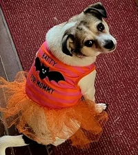 Halloween w dog