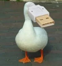 Duck