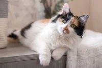 Calico cat therian