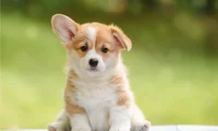 Corgi