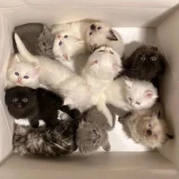Kittens in a box