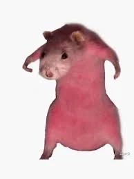 Rat