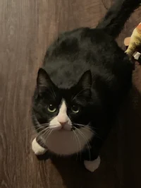 Tinky the cat