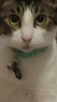 AvacodofrommexicoCAT