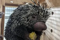 Kenzo the Porcupine 