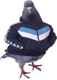 Pigeon