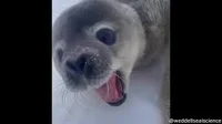 Seal enthusiast 