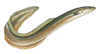 American Eel
