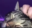 Miso