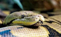 Reticulated python