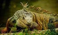 momma iguana