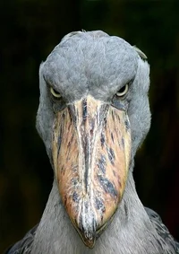 Shoebill Stork
