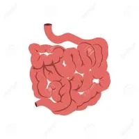 Small intestine