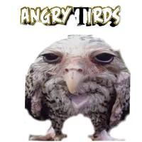 Funny bird