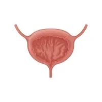 Bladder