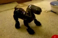 Aibo 